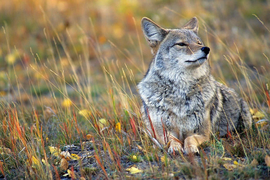 From wonderful wildlife to lovely landscapes, we want to see your best photos that celebrate the beauty of the natural world. Enter our Nature’s Colors contest today for a chance to win great prizes. Here's last year's entry, “Autumn Coyote” by Ken Archer: