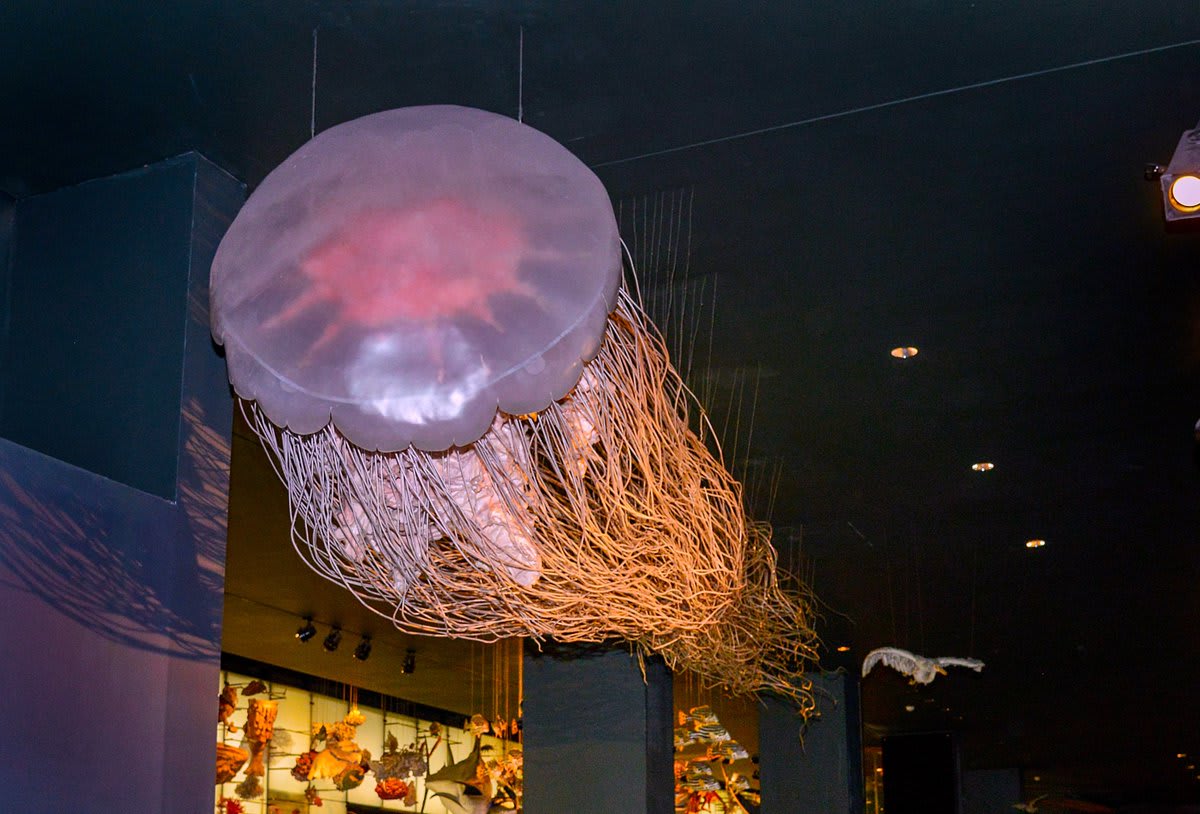 Exhibit of the Day: one of the longest animals, the lion’s mane jellyfish. It trails a “mane” of 800+ stinging tentacles, which can grow >100 ft (30 m) long! The longest of these jellies—which inhabit the Arctic Ocean—are longer than the longest known blue whale!
