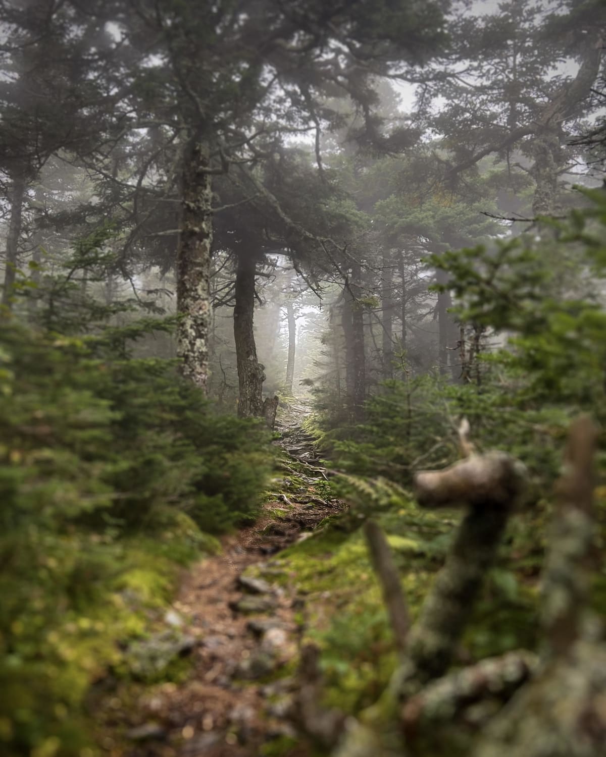 Misty Trails - White Mountains, New Hampshire