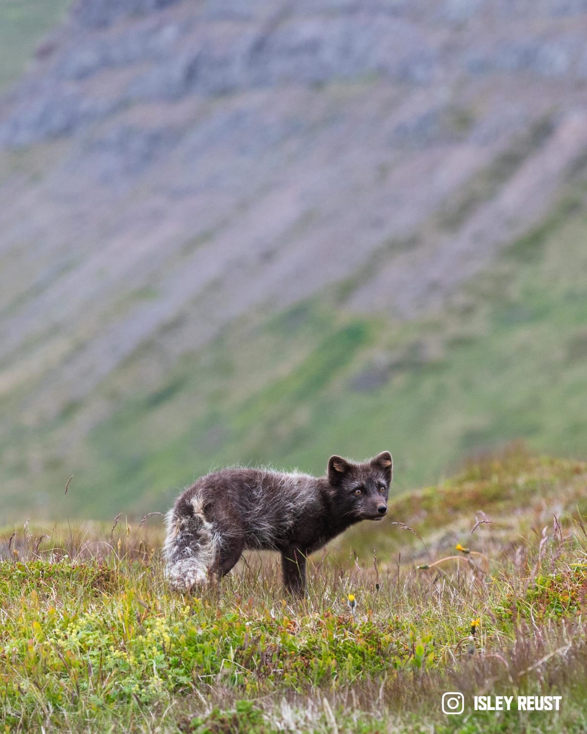 Female Arctic Fox in Iceland