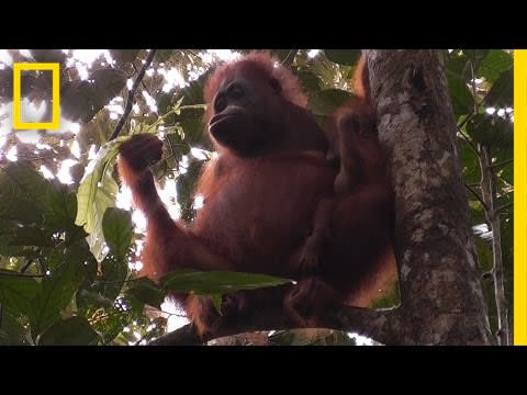 Orangutans Nurse Their Young For Much Longer Than You'd Think | National Geographic