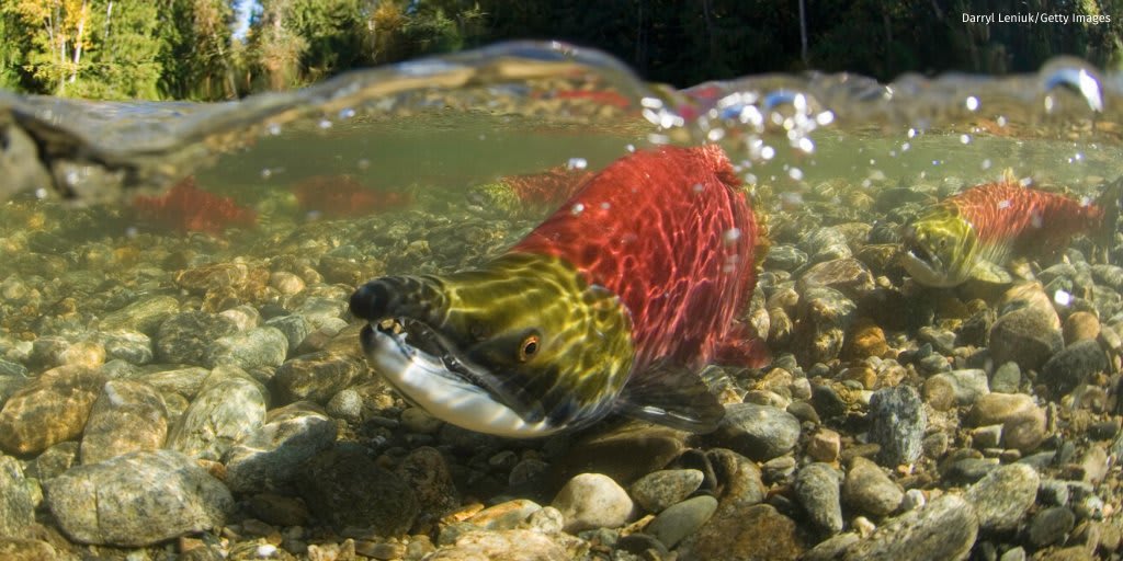 Now is not the time to rush decisions that could harm the Snake River's wild #salmon. Thank you @PattyMurray for leading a group of Washington & Oregon lawmakers to urge @WHCEQ to extend the 45-day comment period for the Columbia River System draft environmental impact statement.