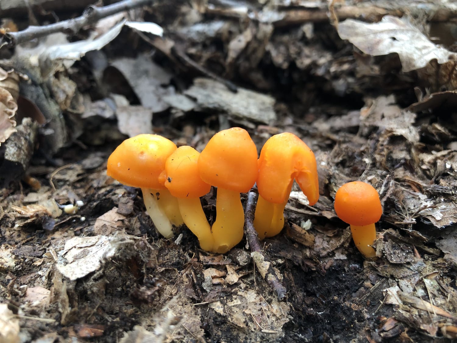 These orange ones were everywhere! No clue what they are. Orange gills white spores. NE Ohio. Growing from ground in mixed deciduous forest.
