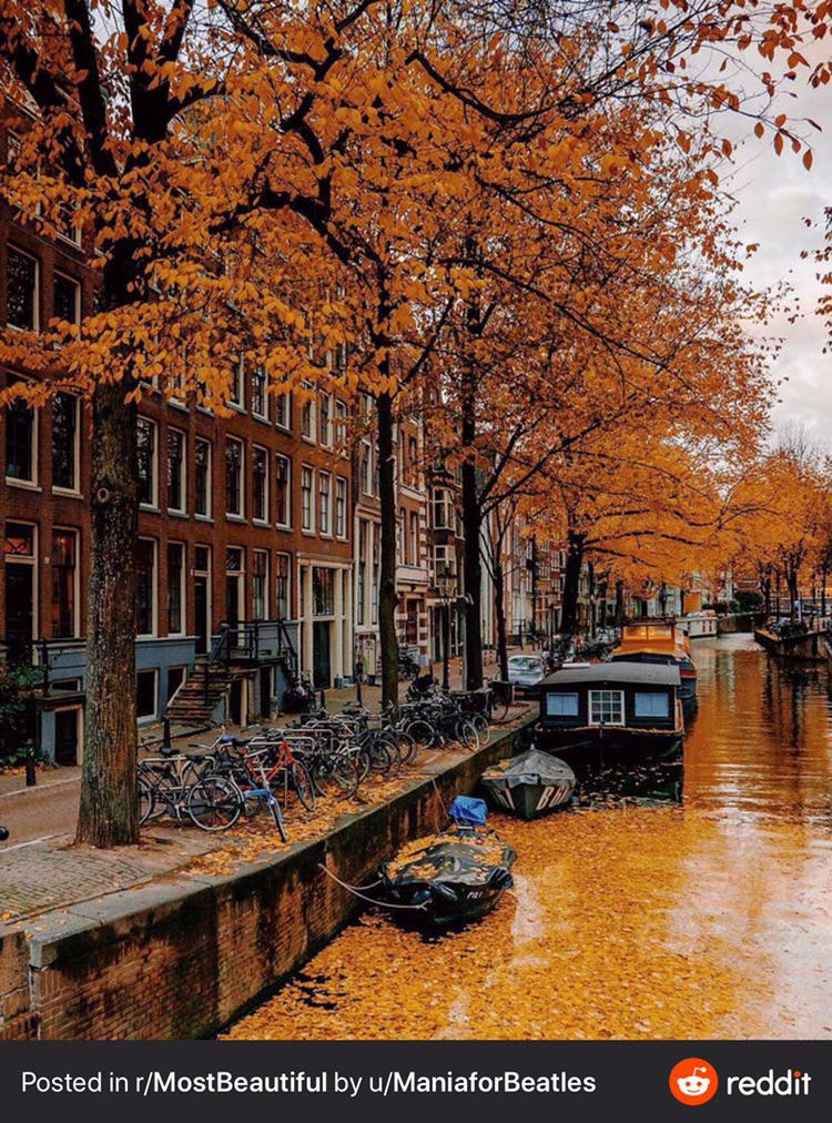 Canal flowing through the city dyed yellow with fall leaves, Amsterdam, the Netherlands.