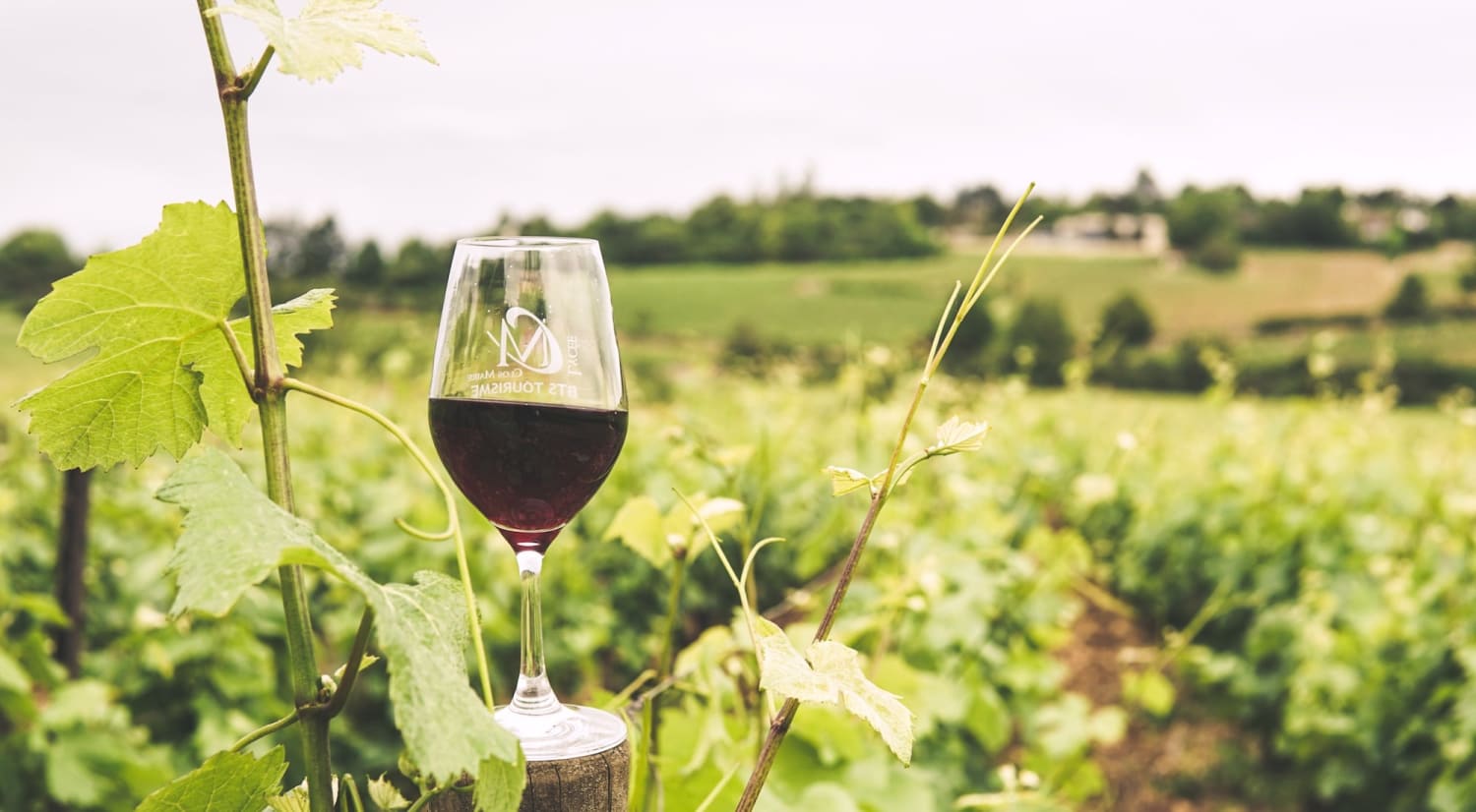 The 40 Best Wine Regions in the World DAshing Around the World