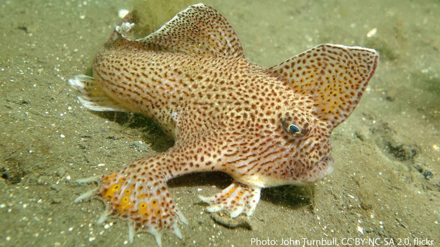 Need a hand? The spotted handfish might be able to lend one! Its name refers to its unusual fins, which it uses to “crawl” along the seafloor. Fun fact: the spotted patterns are unique to each individual! This fish inhabits the waters of Tasmania.