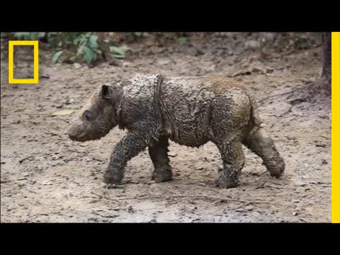 Baby Sumatran Rhino Is Indonesia’s First Born in Captivity | National Geographic