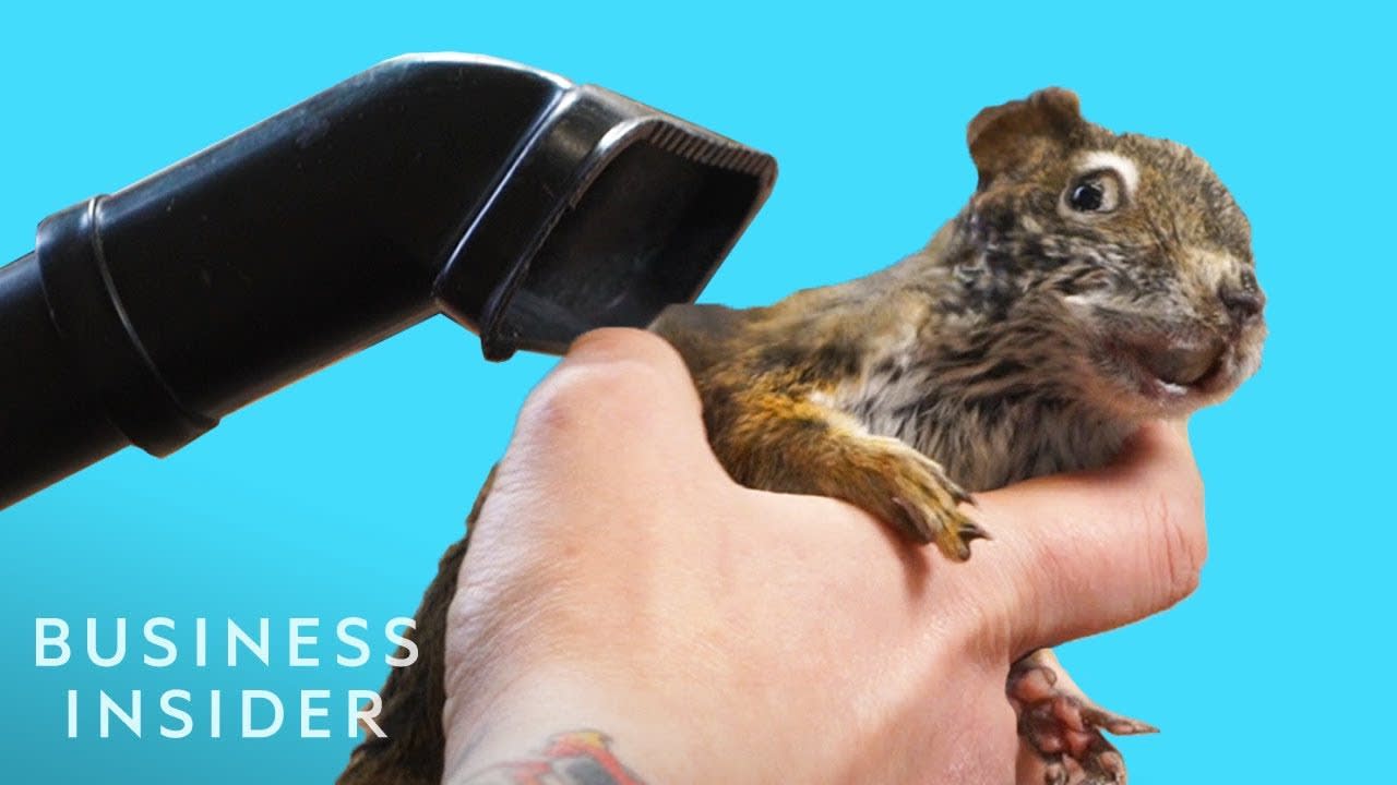 What It Takes To Be A Taxidermist