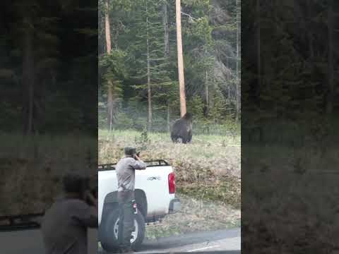 Grizzly bear charges park ranger at Yellowstone Wyoming