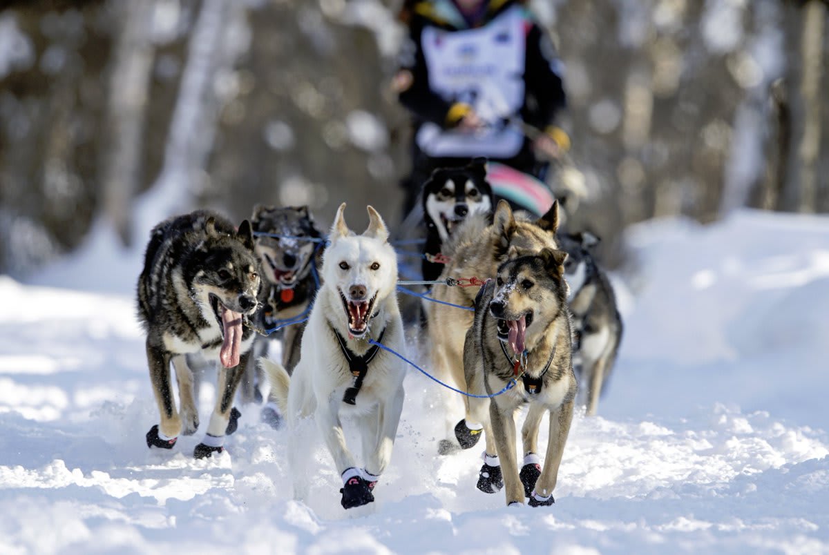Scenes From the 2021 Iditarod Trail Sled Dog Race - 25 images from the past week of dog teams in action this year, running an altered, looping course (changed due to the pandemic) through the Alaskan wilderness.