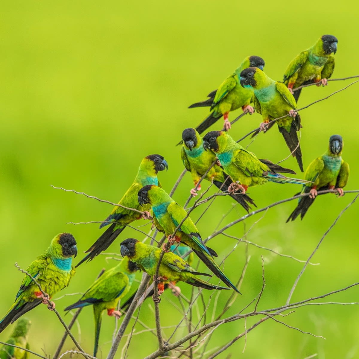 *Patiently* waiting for the concert to start Nanday parakeets (Aratinga nenday) are found in the lowlands of South America. They are very social animals forming large flocks when roosting and feeding. EarthCapture by Jarbas Mattos Expedições via Instagram