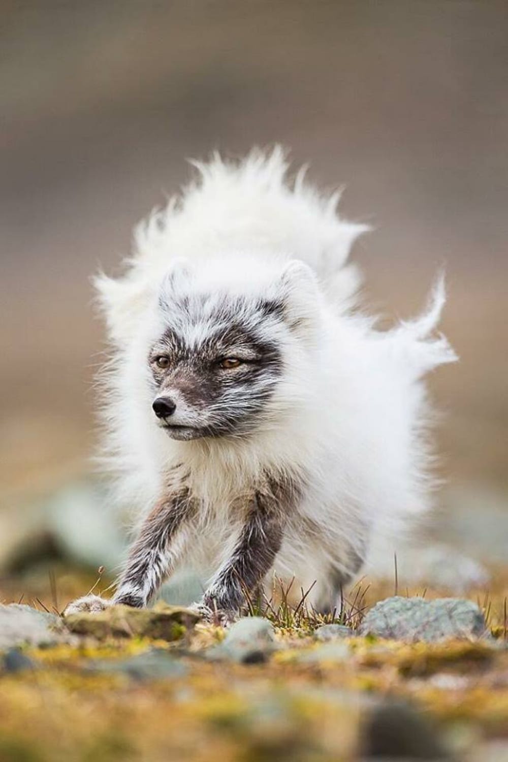 An arctic fox during a coat change from winter to summer