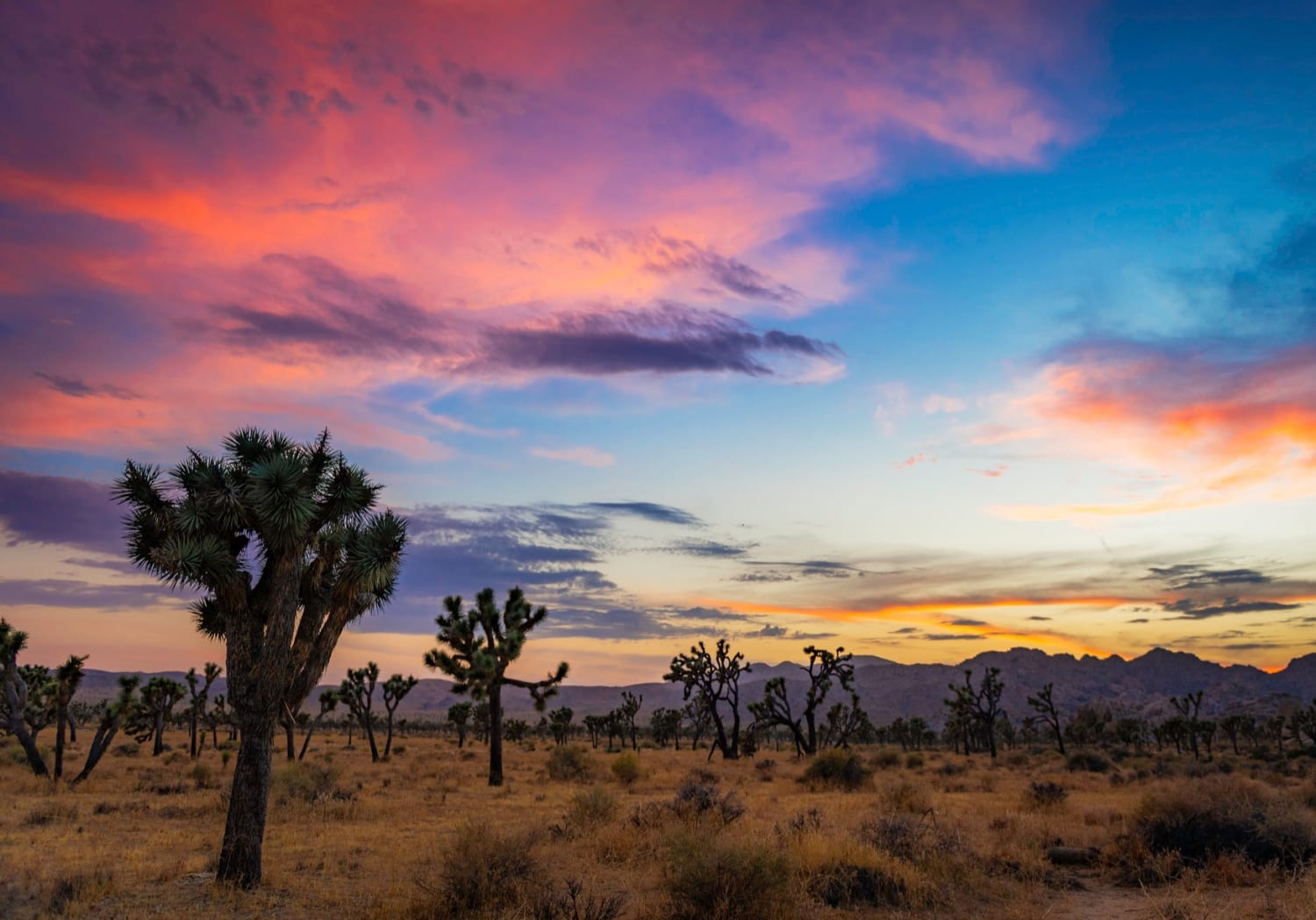 Rising above the parched desert plain, Joshua Trees lift their arms towards another gorgeous sunset