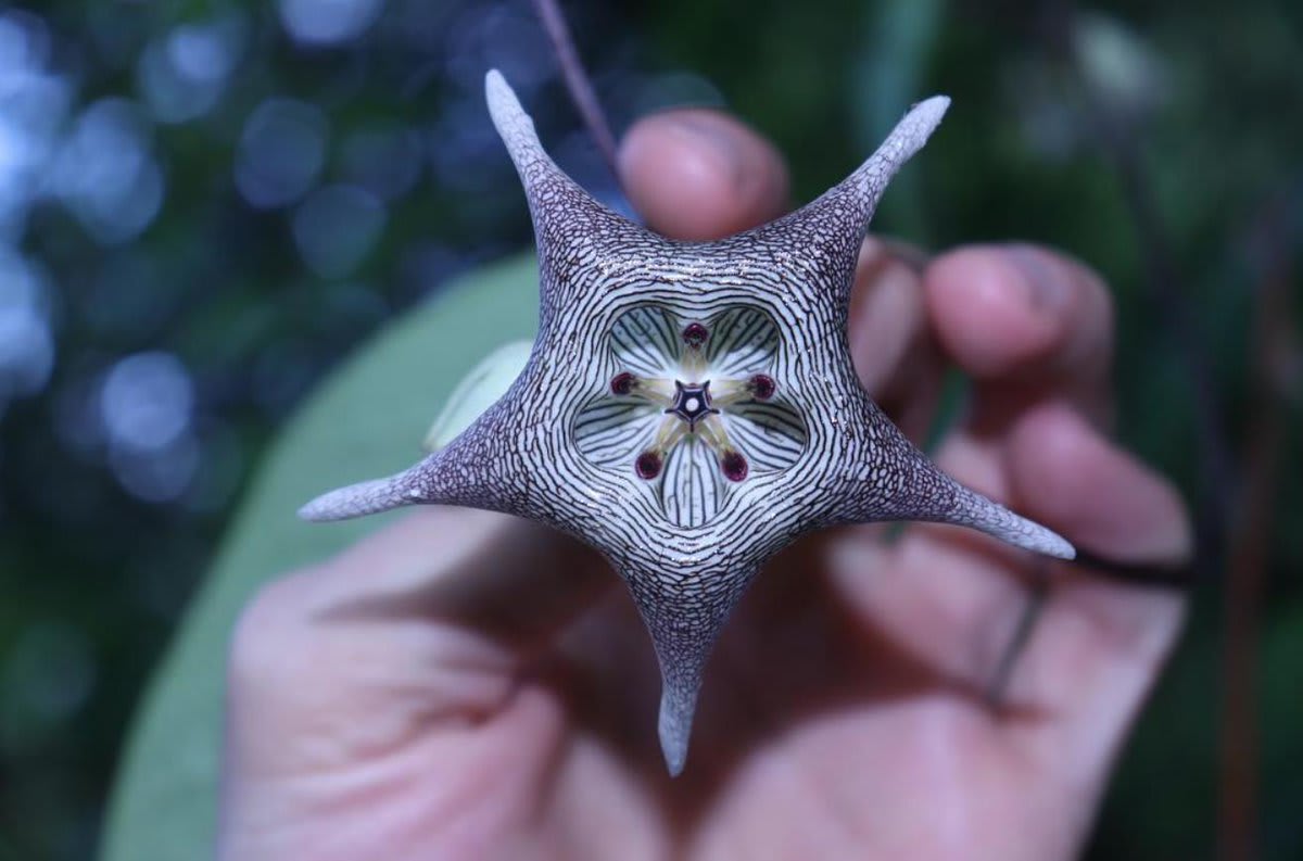 Starfish or flower? Native to Mexico & Central America, the climbing Dictyanthus pavonii offers endless reasons to stare, &—thanks to photog "alejandrozab"—was a recent @inaturalist Observation of the Day.