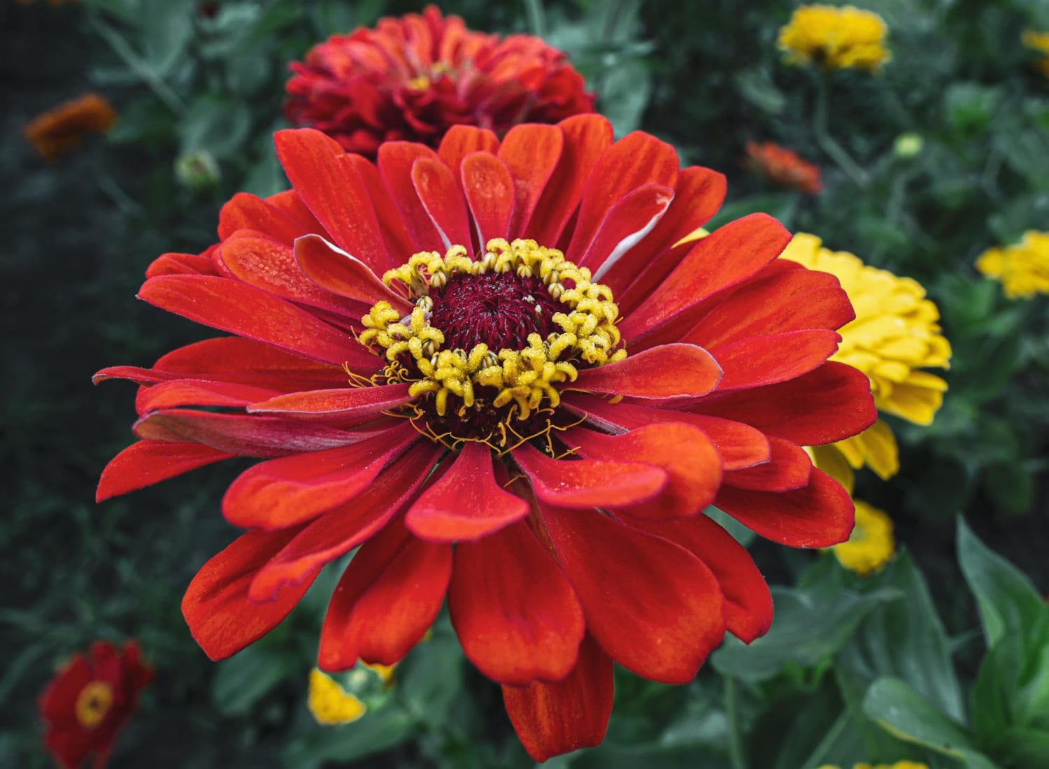 Every year I grow state fair zinnias and they’re the best. Here’s a photo of my garden from last season.