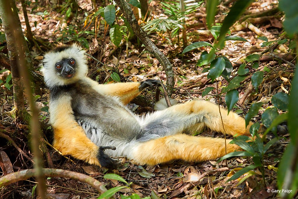 Photo Of The Day: “Diademed Sifaka on Siesta” by Gary Paige. Location: Andasibe-Mantadia National Park, Madagascar. View our Photo Of The Day gallery at