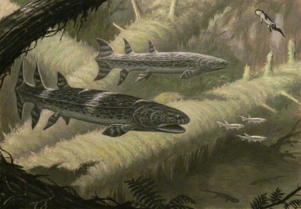 Hyneria was a large lobe-finned fish that grew to 3.7 meters in length. It lived in the Devonian, 360 million years ago, and was one of the largest predators in its ecosystems