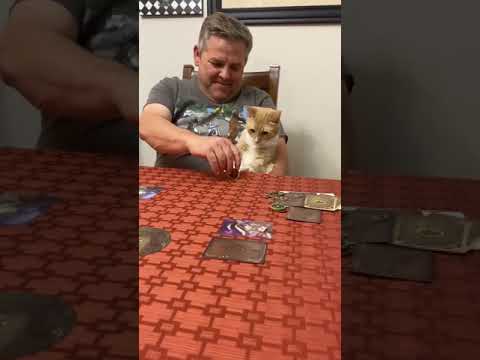 Cat Sits in Owner's Lap and Reacts Weirdly Every Time he Spins Coin on Table - 1200329