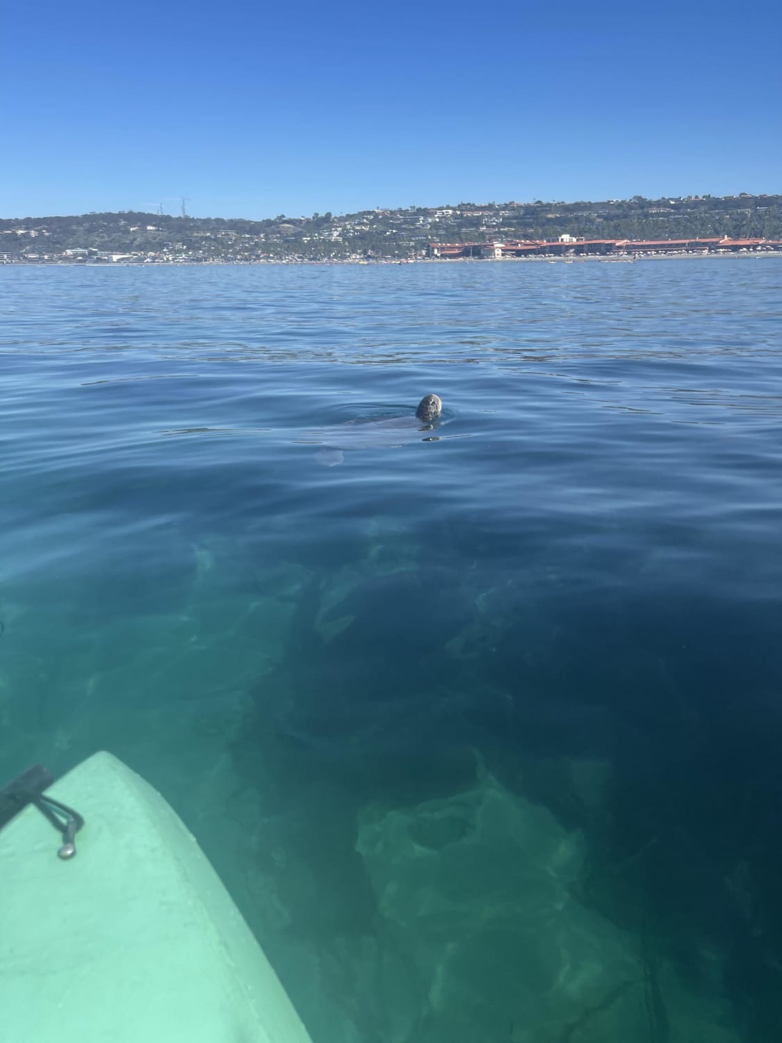 Sea turtle off La Jolla Shores! My partner and I brought our snorkel gear too so we can trade off manning the yak and seeing the animals!