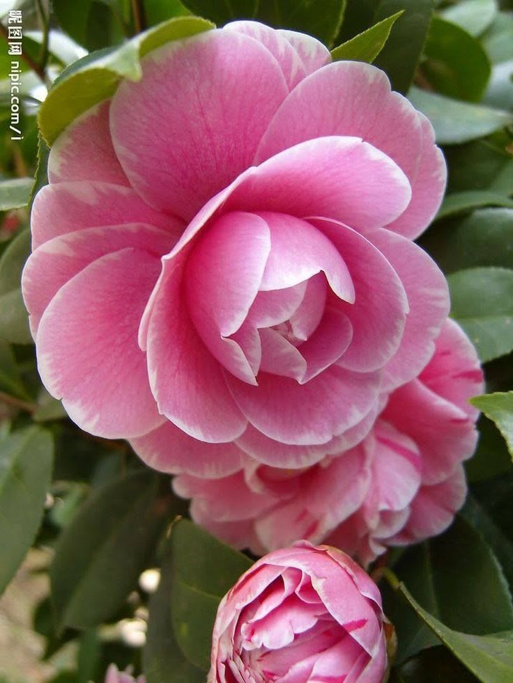 Pin by Carolina Mottl on Flôres variadas. | Beautiful flowers, Love flowers, Beautiful pink flowers
