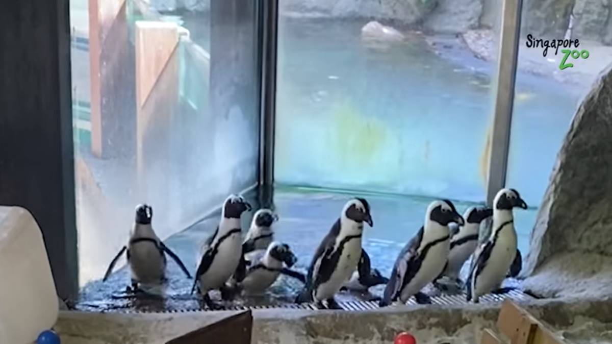 Penguins Taken On Walks Around Empty Zoo And Given Their Very Own Obstacle Course