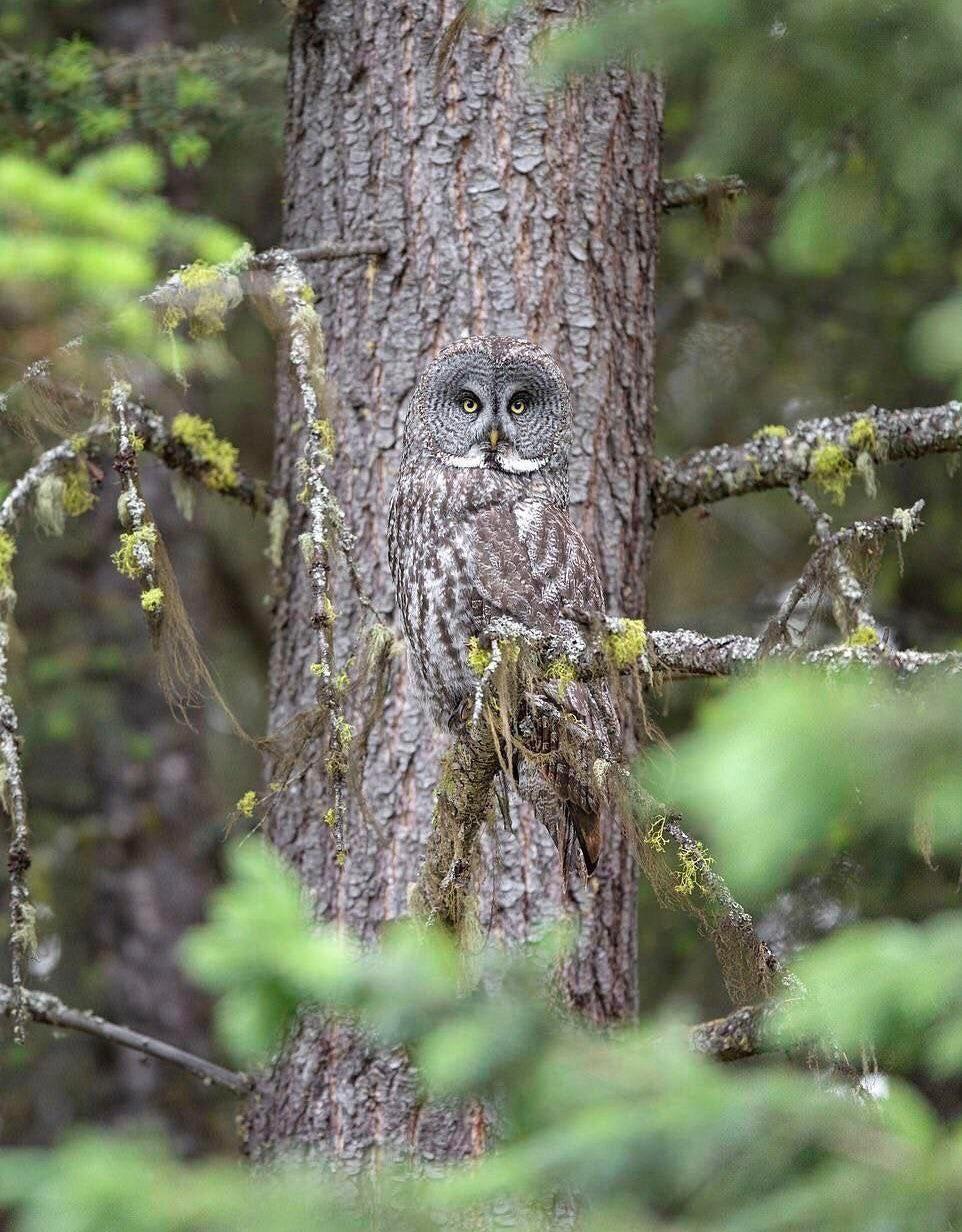 This owl in camouflage