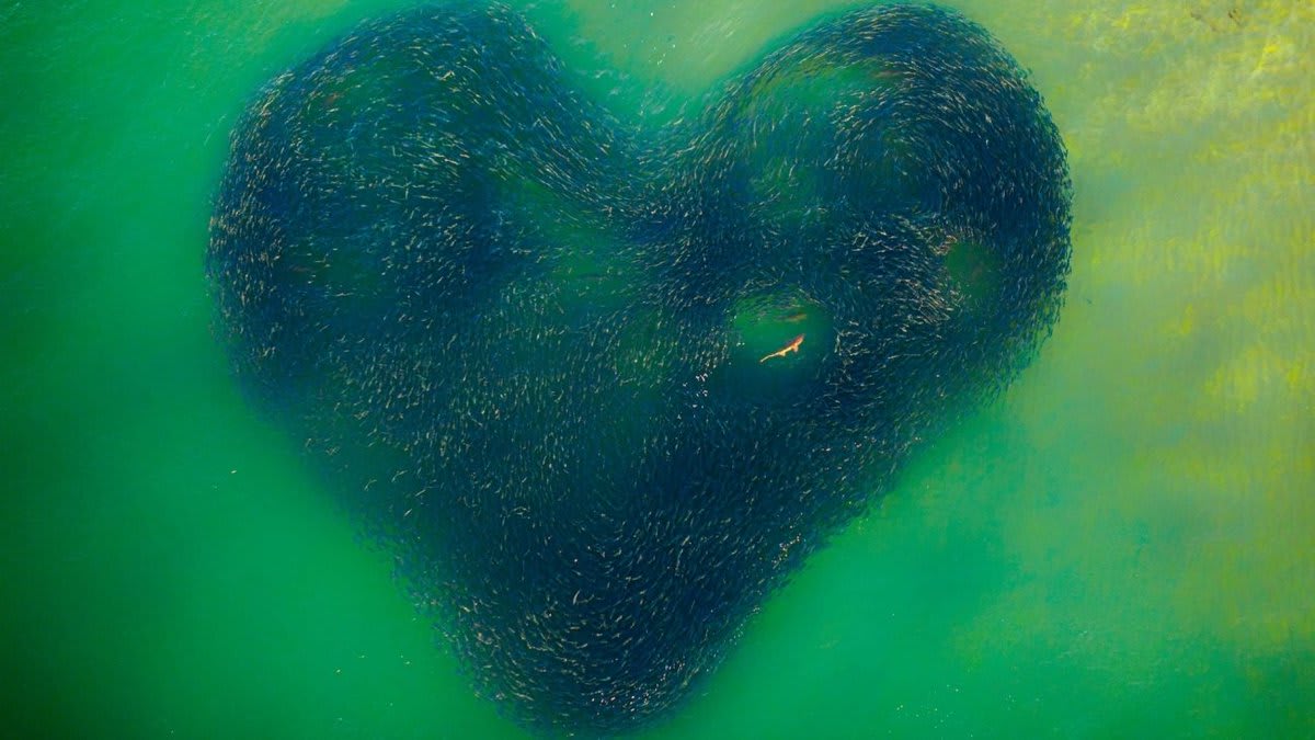 A shark swimming in a heart-shaped school of salmon tops 2020 Drone Photography Contest