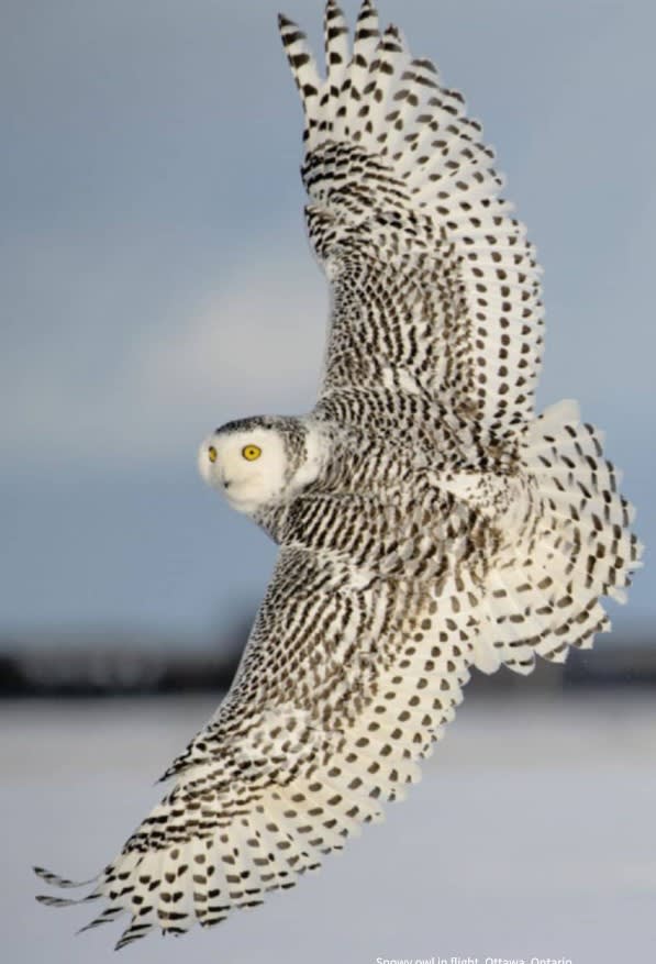 Superb Canadian snowy owl near Ontario. (Image - Michelle Valberg).