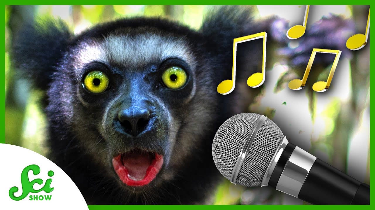 The Evolution of Animal Music | SciShow News