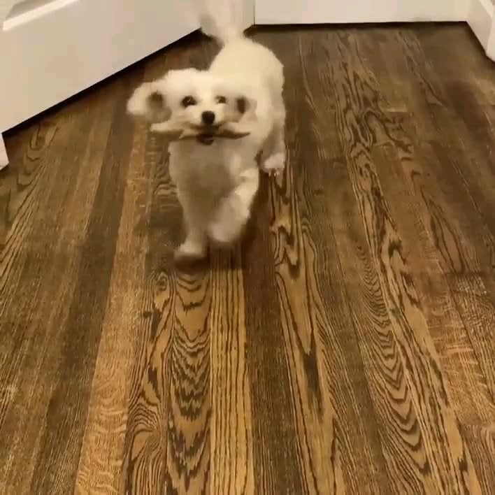 Puppy dance