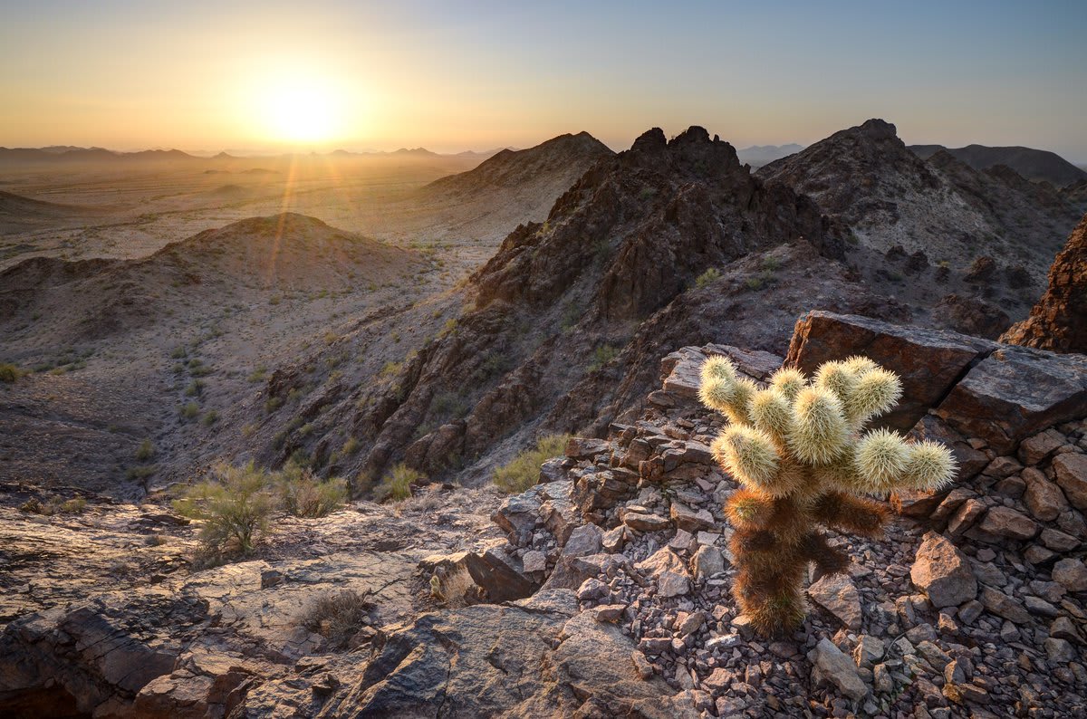 Kofa National Wildlife Refuge is the second largest wilderness area in Arizona. Conservationists saw a decline in desert bighorn sheep, so in 1939, a campaign by Arizona Boy Scouts helped establish the refuge to protect desert bighorns and other wildlife. Pic by Cliff LaPlant