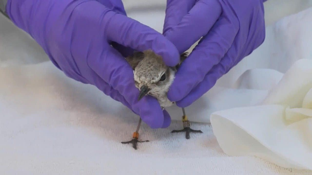 Little Birds Cared for After California Oil Spill
