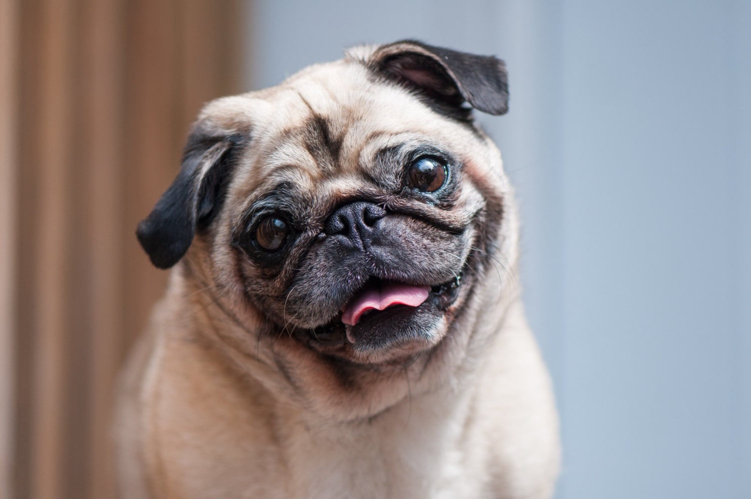 Pugs face such serious health conditions they can "no longer be considered a typical dog from a health perspective," according to Royal Veterinary College researchers