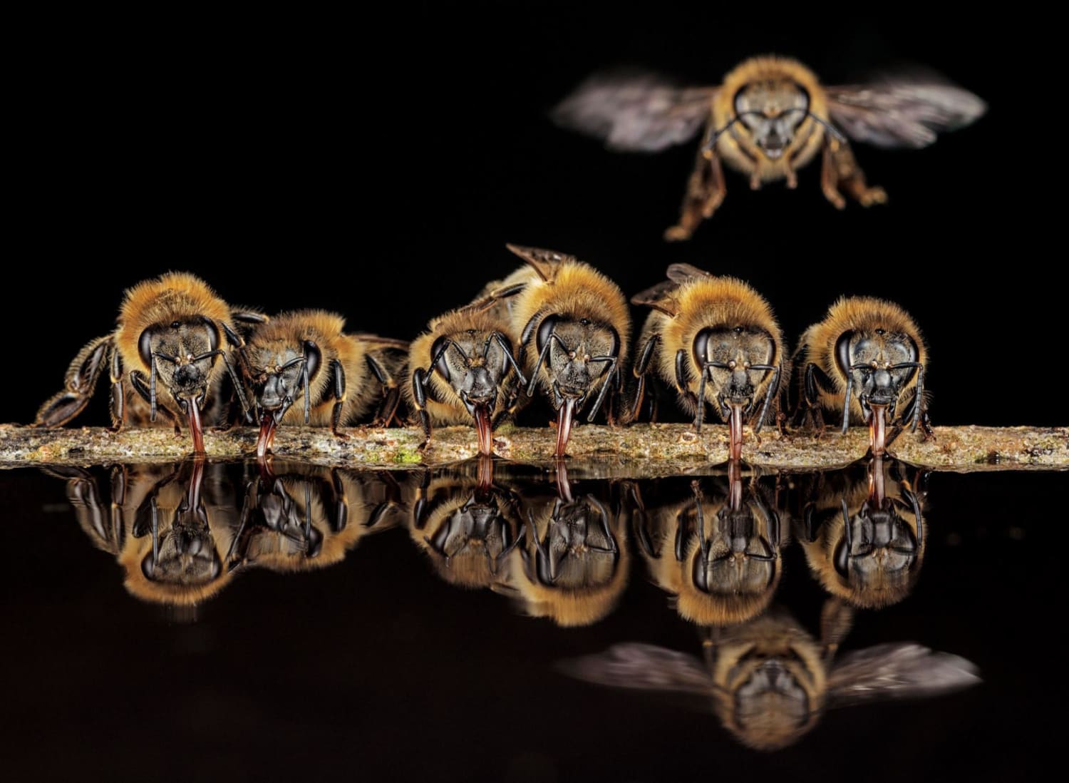 PsBattle: Honeybees drinking