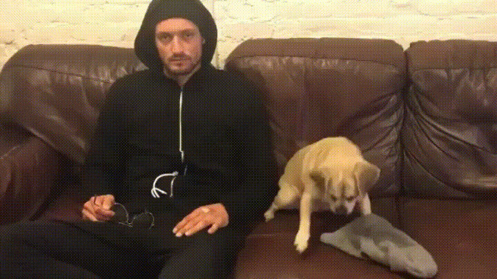 When you want to rob a bank and your dog wants to help.