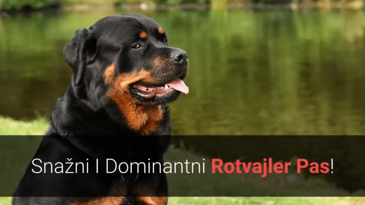 crne kuje ližu macu crnokose velike žene koje imaju seks
