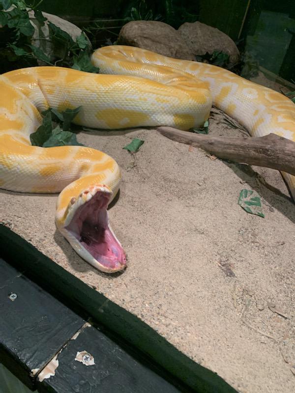 Snake yawning, or mouth gaping, is a method snakes use to gather chemical cues from their environment, similar to tongue flicking. The Jacobson's organ on the roof of their mouth tells them what they are 'smelling'!