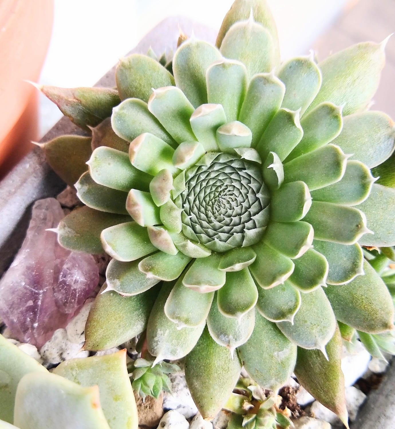 When I first got these Orostachys spinosa, they weren't displaying the central Fibonacci pattern but they've since opened up more, and I can't stop staring at them!