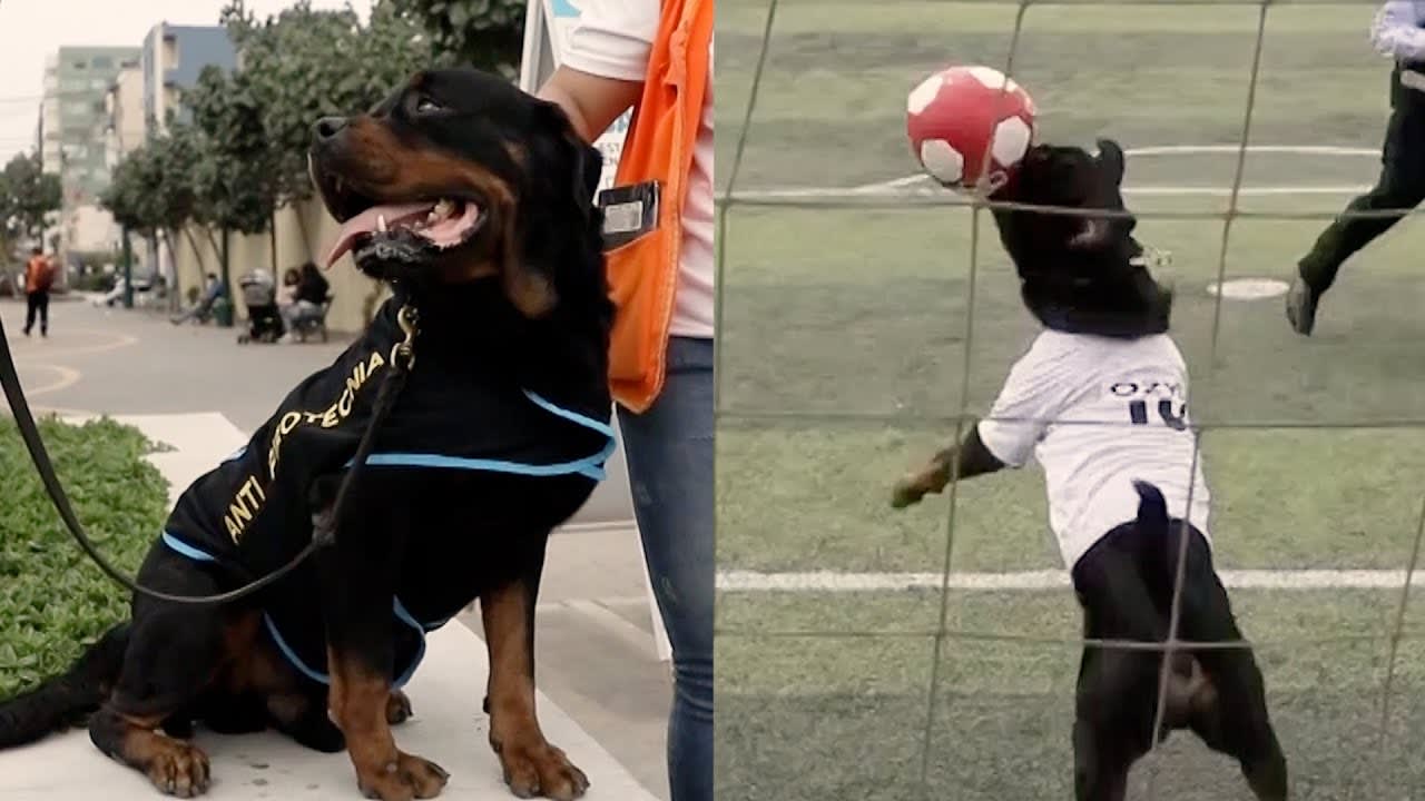 This Police Dog Is Also a Talented Soccer Goalie