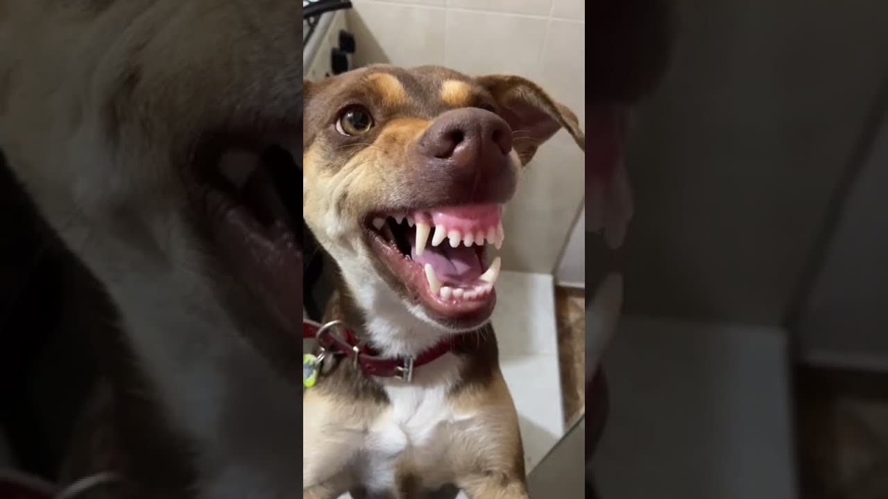 My Dog When I Tell Her to Smile || ViralHog