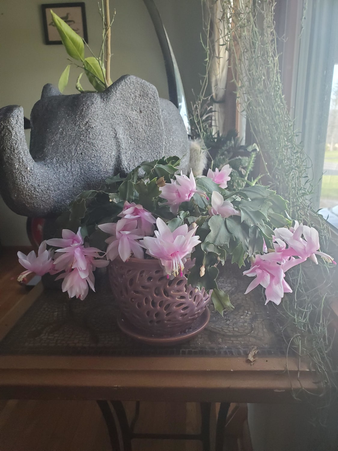 Jumping on the Thanksgiving Cactus Train!