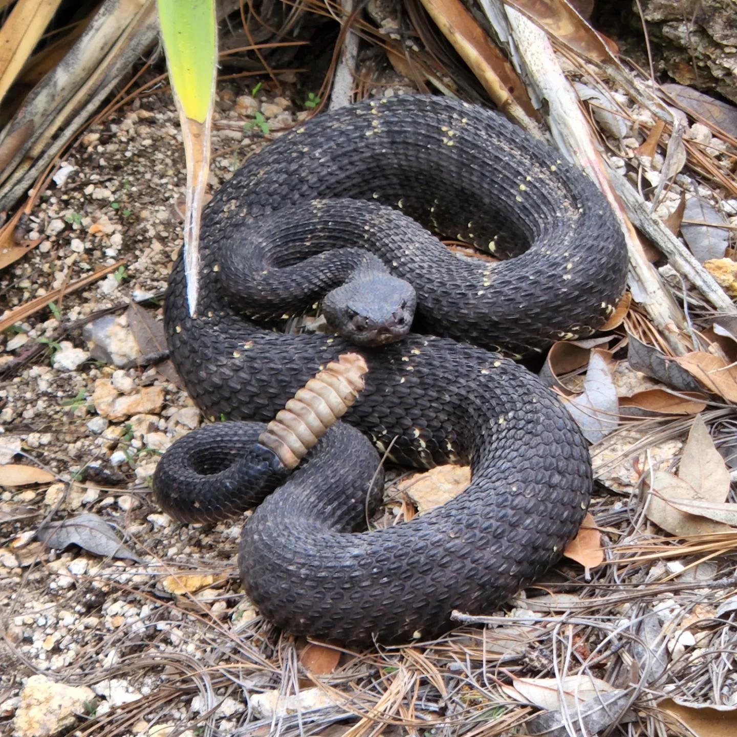 Black Rattlesnake found in Tucson, Az