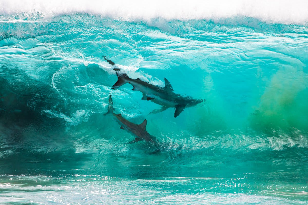 A pair of sharks photographed through a cresting wave by Sean Scott