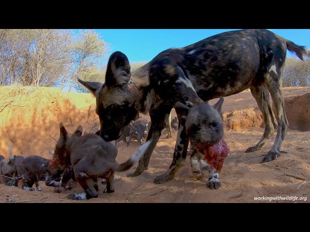 I put my GoPro outside a Painted Wolves (African Wild Dogs) den when they were out on a hunt. They came back to feed the puppies