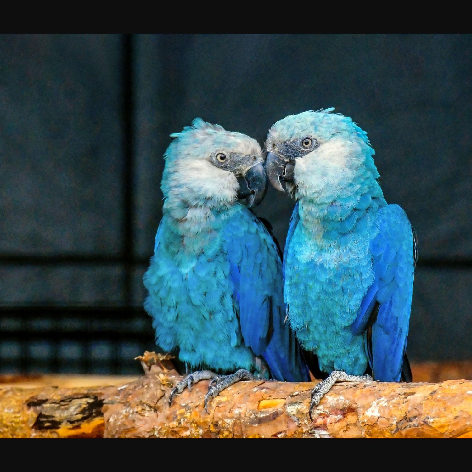 After vanishing in the wild for more than two decades, Spix's macaws have recently been re-introduced back into their native Brazil after an ambitious and successful breeding program. They are also called little blue macaws, and their weight averages around 300 grams (11 oz).