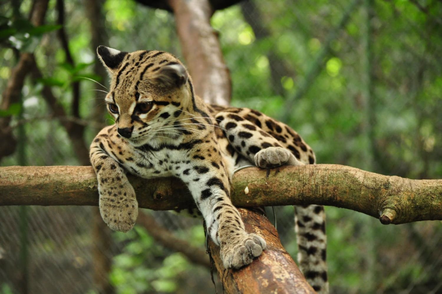 The Margay, while quite adorable is a vicious and intelligent predator. One of its many hunting techniques involves mimicking the call of a baby tamarin to lure in adults who are then caught by the Margay and devoured.