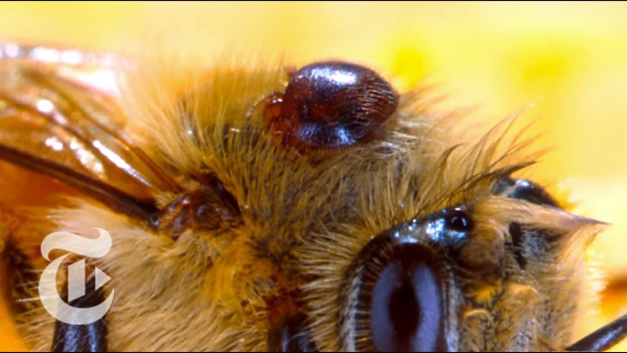 Colony Collapse: The Mystery of the Missing Bees | Retro Report | The New York Times