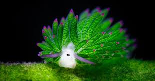 This is the Costasiella kuroshimae, also known as the leaf slug. This adorable Sea Slugs roams around the coastal waters of Japan, Indonesia and the Philipenes. It's green coloration is a side-effect of it's plant-based diet, some scientists theorise that this animal can produce it's own food.