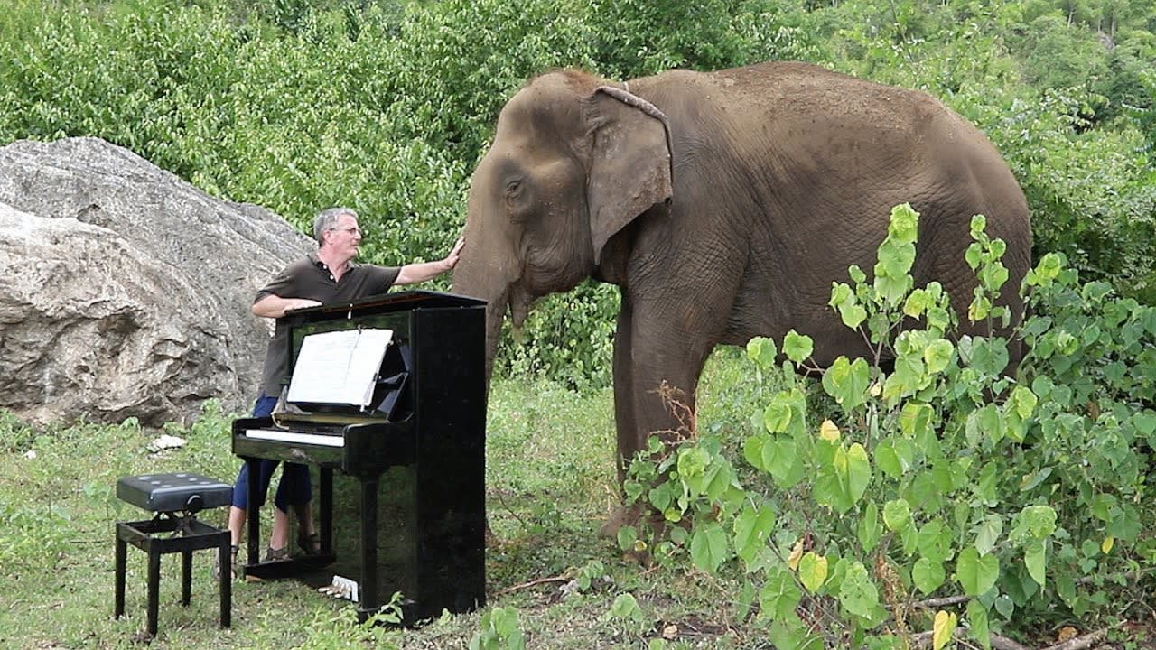 80 years old elephant cries as he hears Debussy's Clair de Lune interpreted for him