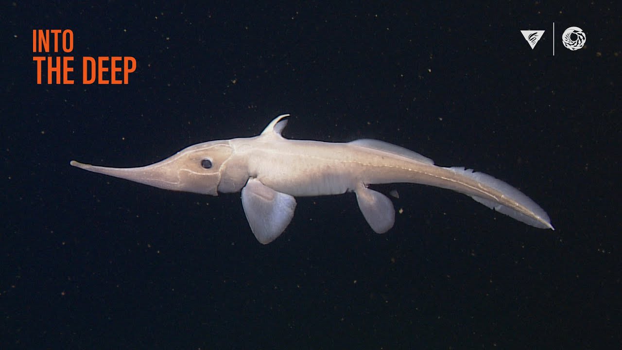 10 minutes of fascinating deep-sea animals | Into The Deep MBARI (Monterey Bay Aquarium Research Institute)